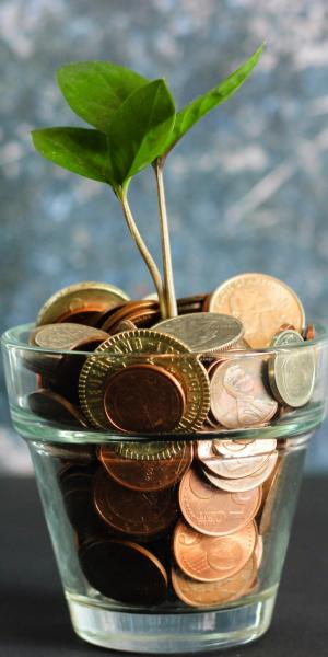 green plant with coins